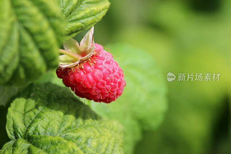 覆盆子成熟在覆盆子植物/藤，水果笼/菜园